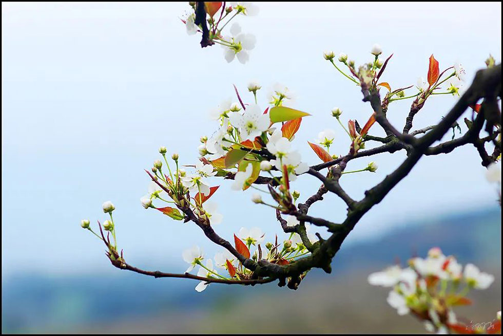 【春天,广西桂林灌阳县向您发出邀请!】我们在灌阳看梨花 - 游山玩水 - 烟台生活社区 - 烟台28生活网 yt.28life.com
