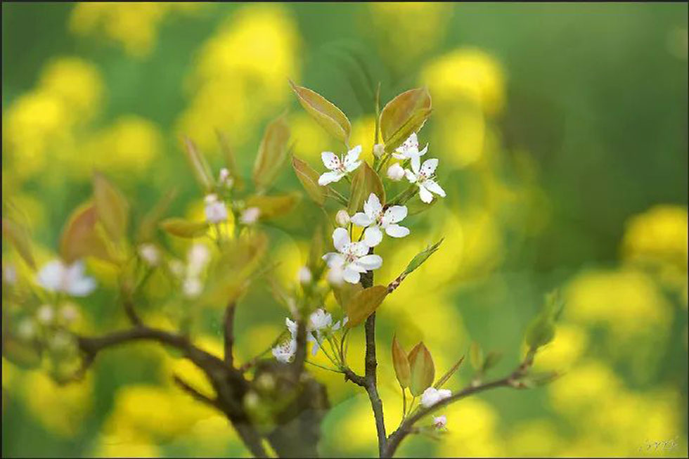 【春天,广西桂林灌阳县向您发出邀请!】我们在灌阳看梨花 - 游山玩水 - 烟台生活社区 - 烟台28生活网 yt.28life.com