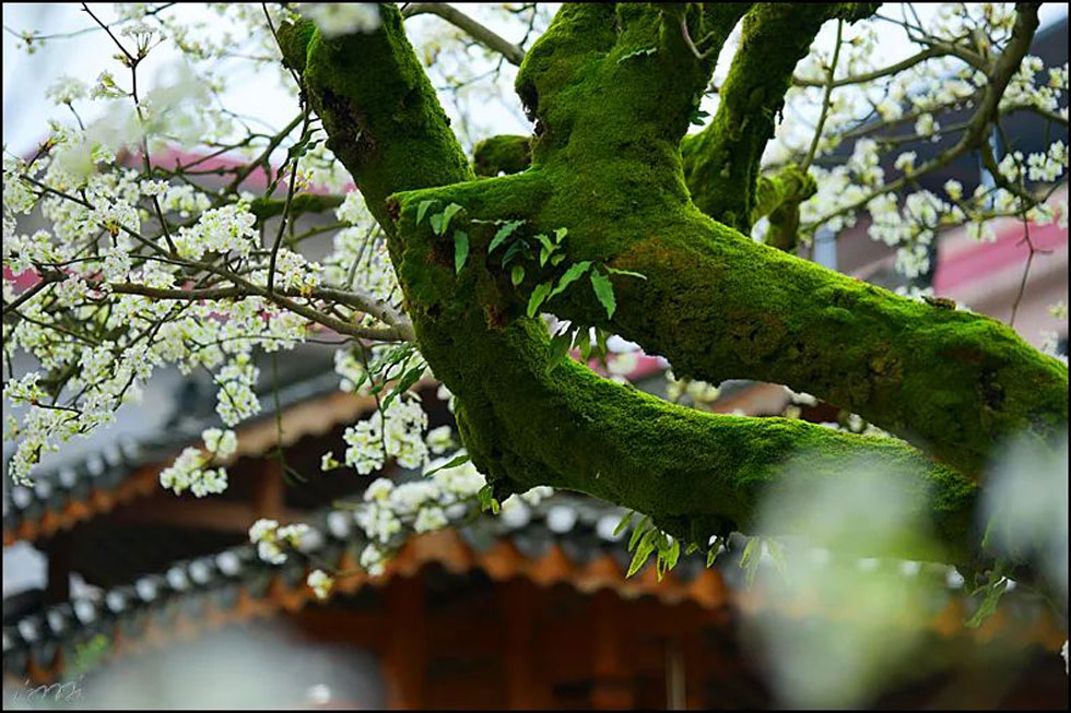 【春天,广西桂林灌阳县向您发出邀请!】我们在灌阳看梨花 - 游山玩水 - 烟台生活社区 - 烟台28生活网 yt.28life.com