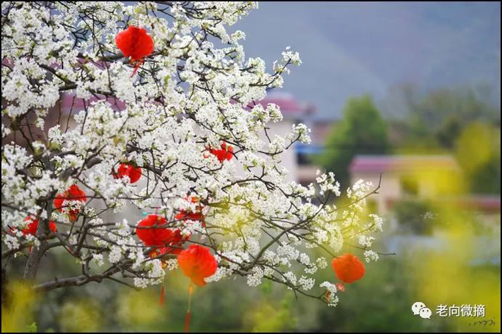 【春天,广西桂林灌阳县向您发出邀请!】我们在灌阳看梨花 - 游山玩水 - 烟台生活社区 - 烟台28生活网 yt.28life.com
