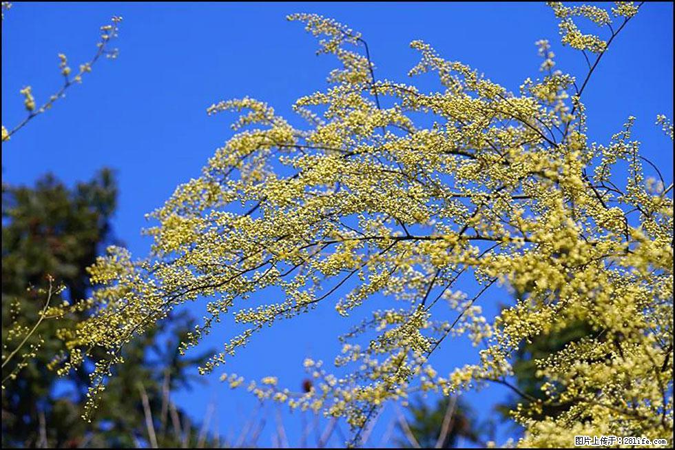 【春天,广西桂林灌阳县向您发出邀请!】米珠山前有片山苍子花在飘香 - 游山玩水 - 烟台生活社区 - 烟台28生活网 yt.28life.com