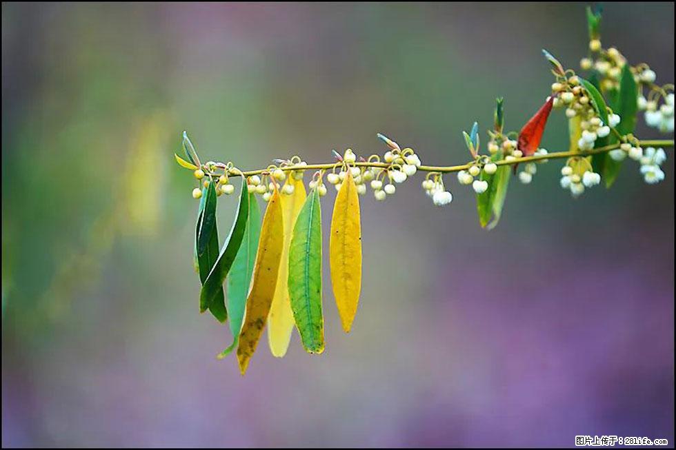 【春天,广西桂林灌阳县向您发出邀请!】米珠山前有片山苍子花在飘香 - 游山玩水 - 烟台生活社区 - 烟台28生活网 yt.28life.com