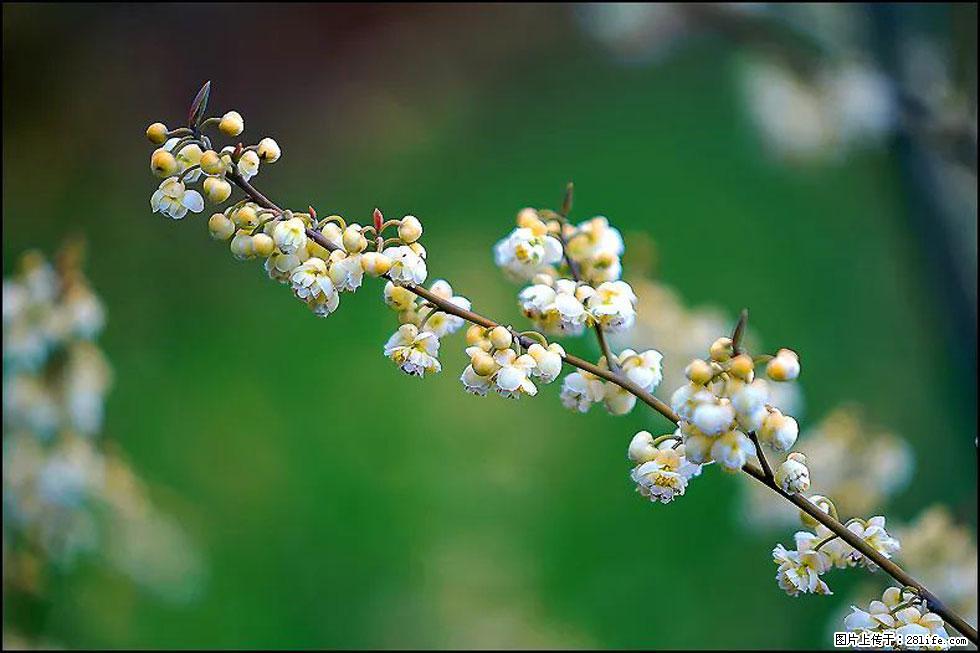 【春天,广西桂林灌阳县向您发出邀请!】米珠山前有片山苍子花在飘香 - 游山玩水 - 烟台生活社区 - 烟台28生活网 yt.28life.com
