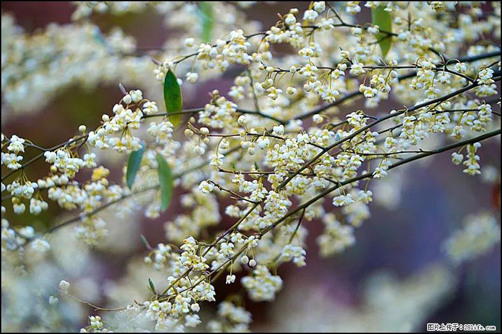 【春天,广西桂林灌阳县向您发出邀请!】米珠山前有片山苍子花在飘香 - 游山玩水 - 烟台生活社区 - 烟台28生活网 yt.28life.com