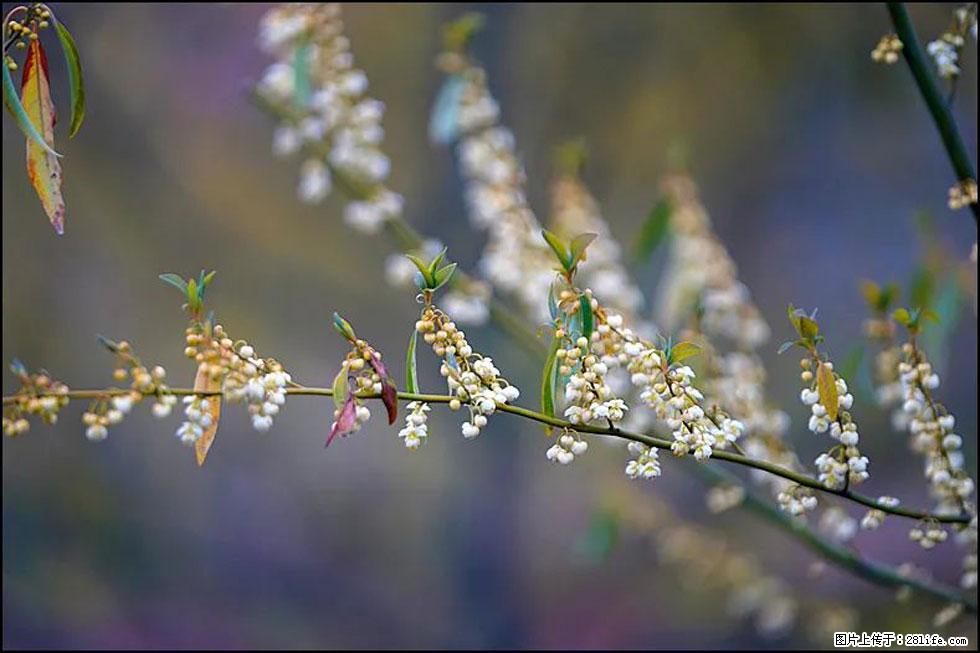 【春天,广西桂林灌阳县向您发出邀请!】米珠山前有片山苍子花在飘香 - 游山玩水 - 烟台生活社区 - 烟台28生活网 yt.28life.com