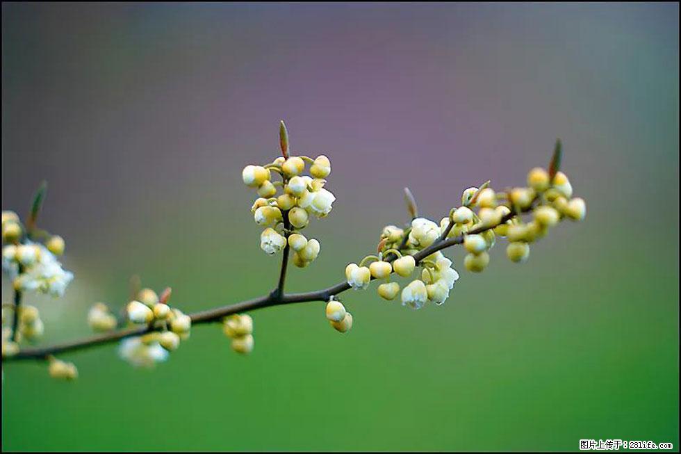 【春天,广西桂林灌阳县向您发出邀请!】米珠山前有片山苍子花在飘香 - 游山玩水 - 烟台生活社区 - 烟台28生活网 yt.28life.com
