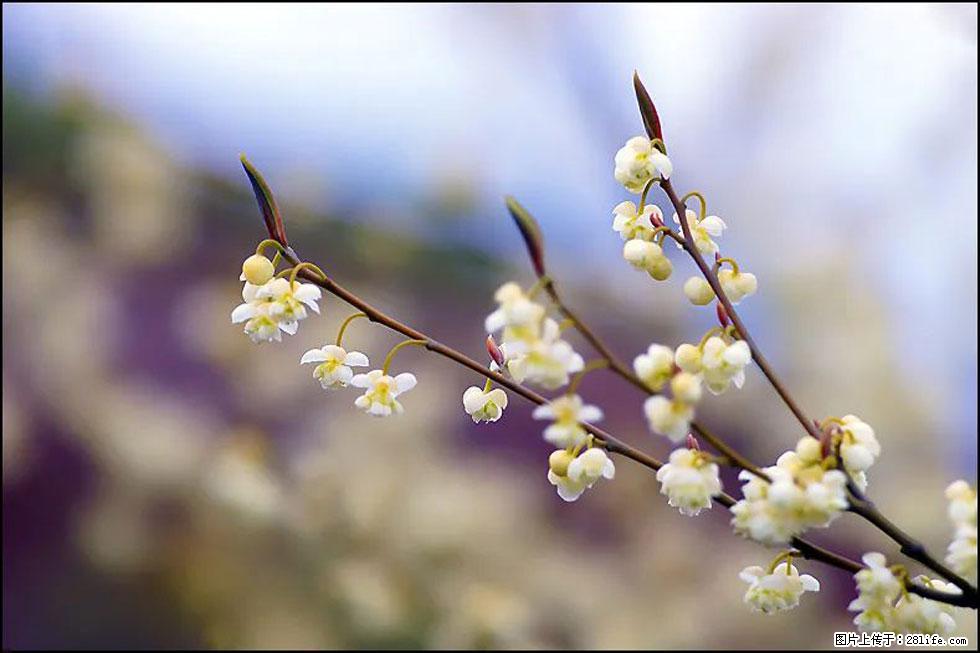 【春天,广西桂林灌阳县向您发出邀请!】米珠山前有片山苍子花在飘香 - 游山玩水 - 烟台生活社区 - 烟台28生活网 yt.28life.com