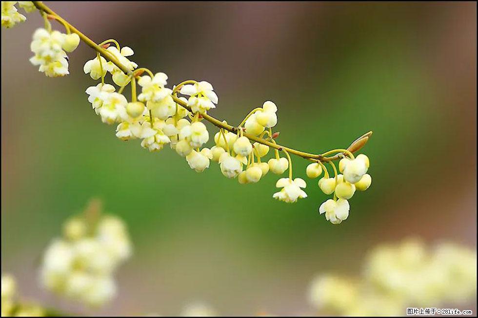 【春天,广西桂林灌阳县向您发出邀请!】米珠山前有片山苍子花在飘香 - 游山玩水 - 烟台生活社区 - 烟台28生活网 yt.28life.com