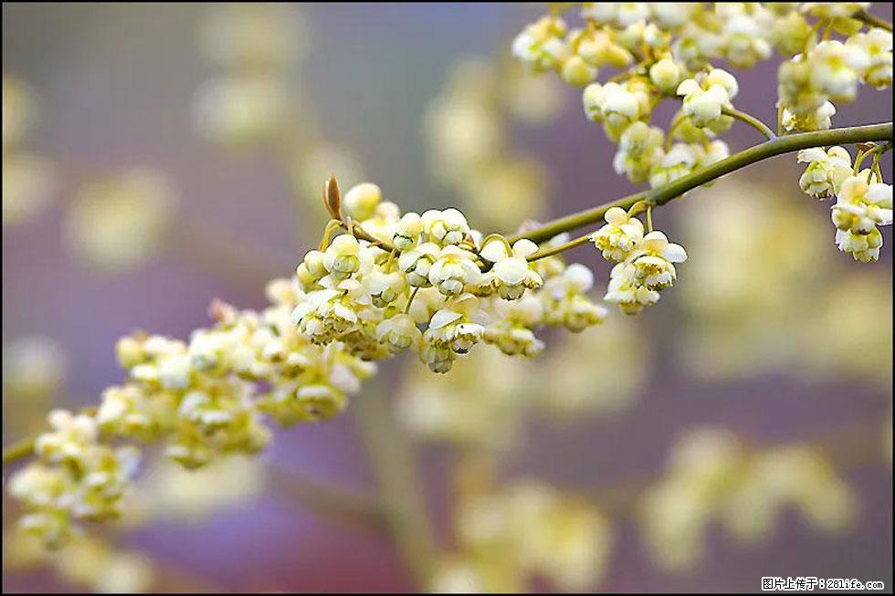 【春天,广西桂林灌阳县向您发出邀请!】米珠山前有片山苍子花在飘香 - 游山玩水 - 烟台生活社区 - 烟台28生活网 yt.28life.com