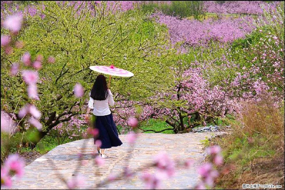【春天,广西桂林灌阳县向您发出邀请!】官庄村有个醉美的桃花园 - 游山玩水 - 烟台生活社区 - 烟台28生活网 yt.28life.com