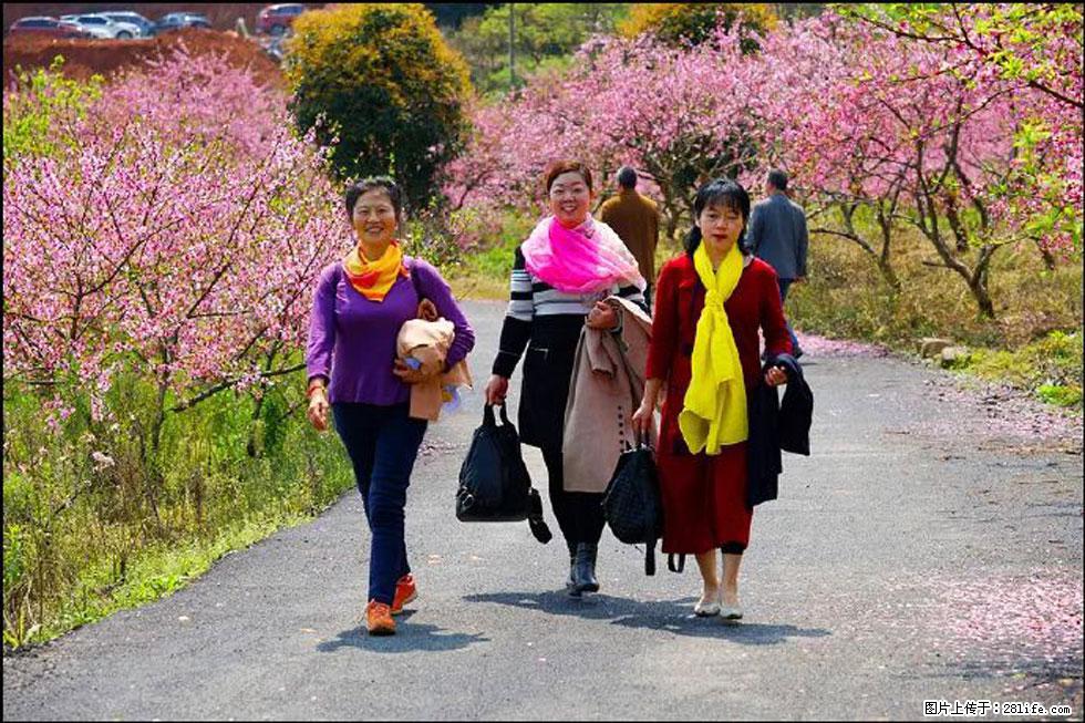 【春天,广西桂林灌阳县向您发出邀请!】官庄村有个醉美的桃花园 - 游山玩水 - 烟台生活社区 - 烟台28生活网 yt.28life.com