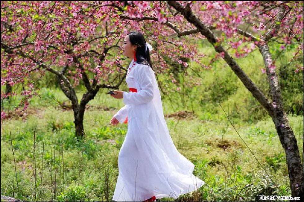 【春天,广西桂林灌阳县向您发出邀请!】官庄村有个醉美的桃花园 - 游山玩水 - 烟台生活社区 - 烟台28生活网 yt.28life.com