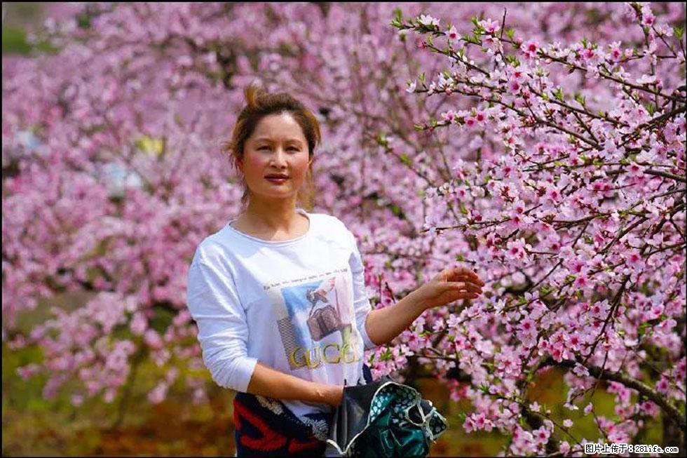 【春天,广西桂林灌阳县向您发出邀请!】官庄村有个醉美的桃花园 - 游山玩水 - 烟台生活社区 - 烟台28生活网 yt.28life.com