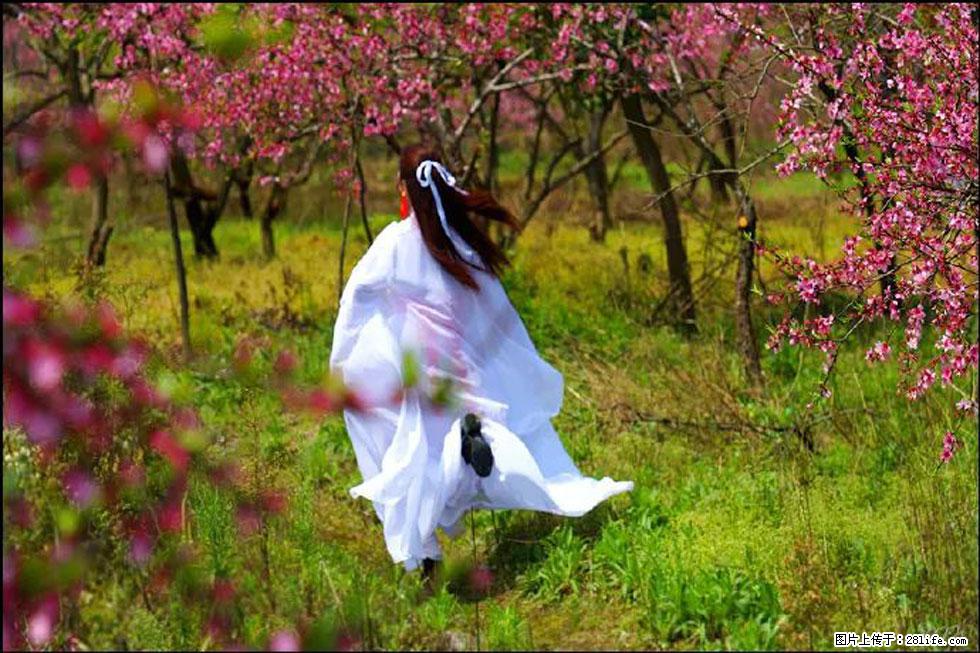 【春天,广西桂林灌阳县向您发出邀请!】官庄村有个醉美的桃花园 - 游山玩水 - 烟台生活社区 - 烟台28生活网 yt.28life.com