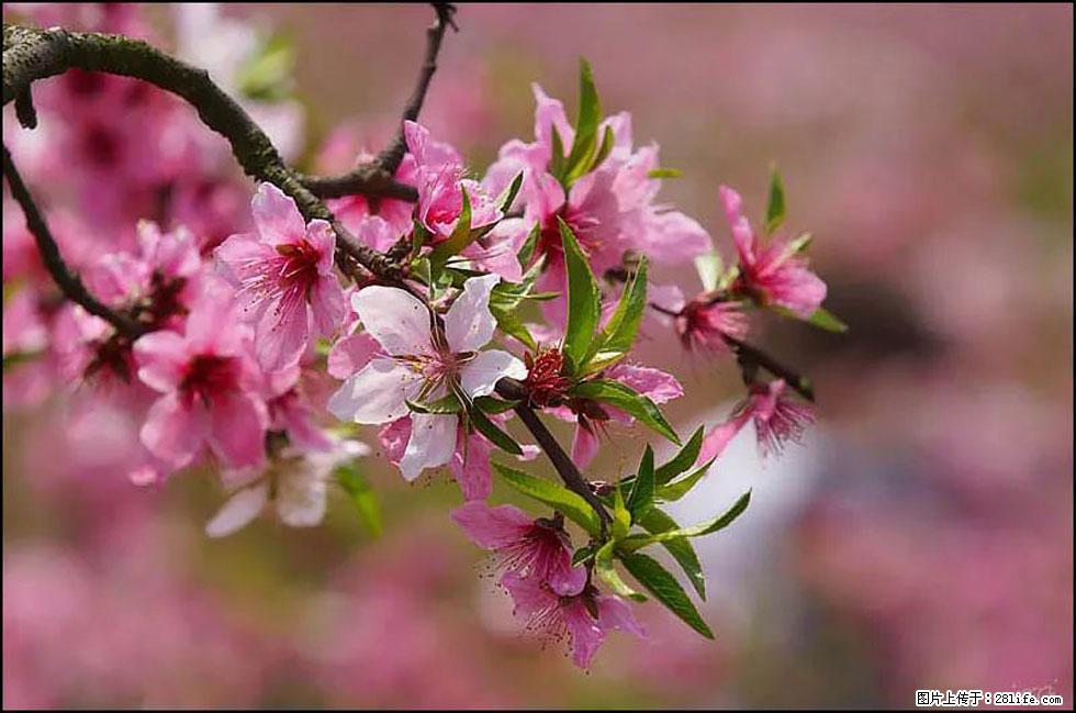 【春天,广西桂林灌阳县向您发出邀请!】官庄村有个醉美的桃花园 - 游山玩水 - 烟台生活社区 - 烟台28生活网 yt.28life.com