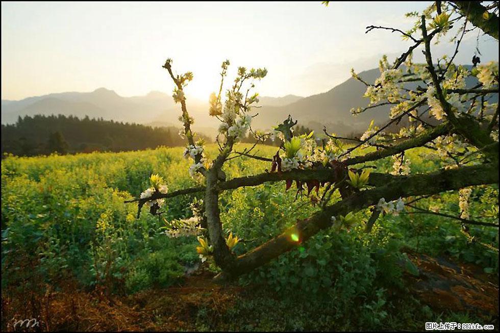 【春天,广西桂林灌阳县向您发出邀请!】长坪村油菜盛情花开 - 游山玩水 - 烟台生活社区 - 烟台28生活网 yt.28life.com