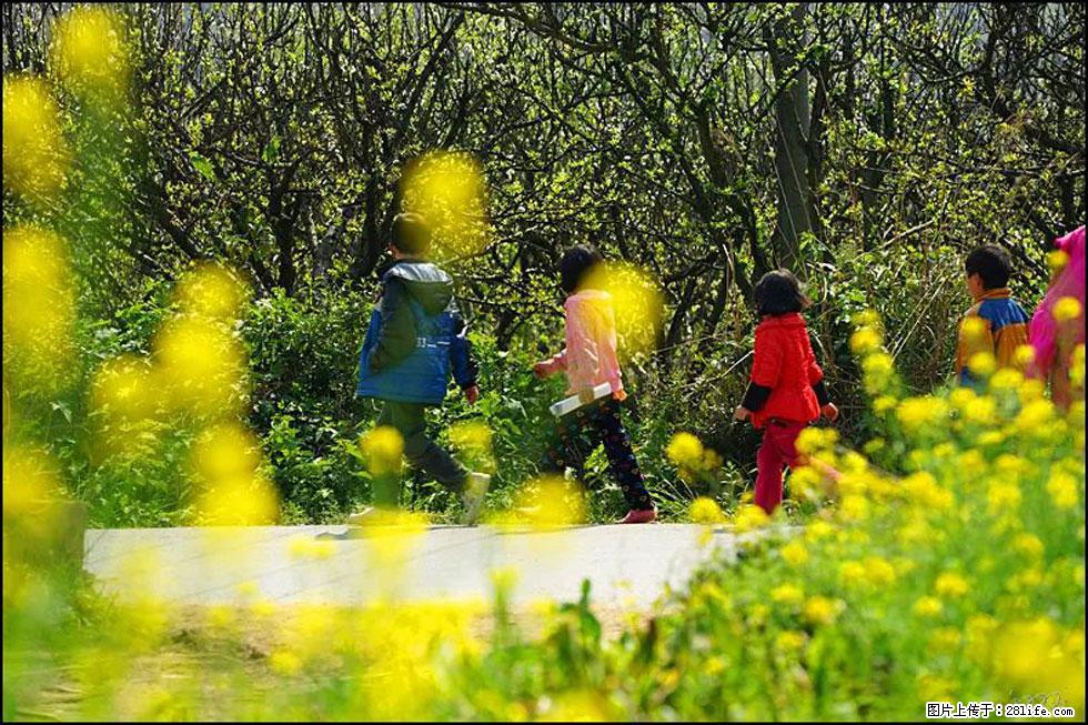 【春天,广西桂林灌阳县向您发出邀请!】长坪村油菜盛情花开 - 游山玩水 - 烟台生活社区 - 烟台28生活网 yt.28life.com