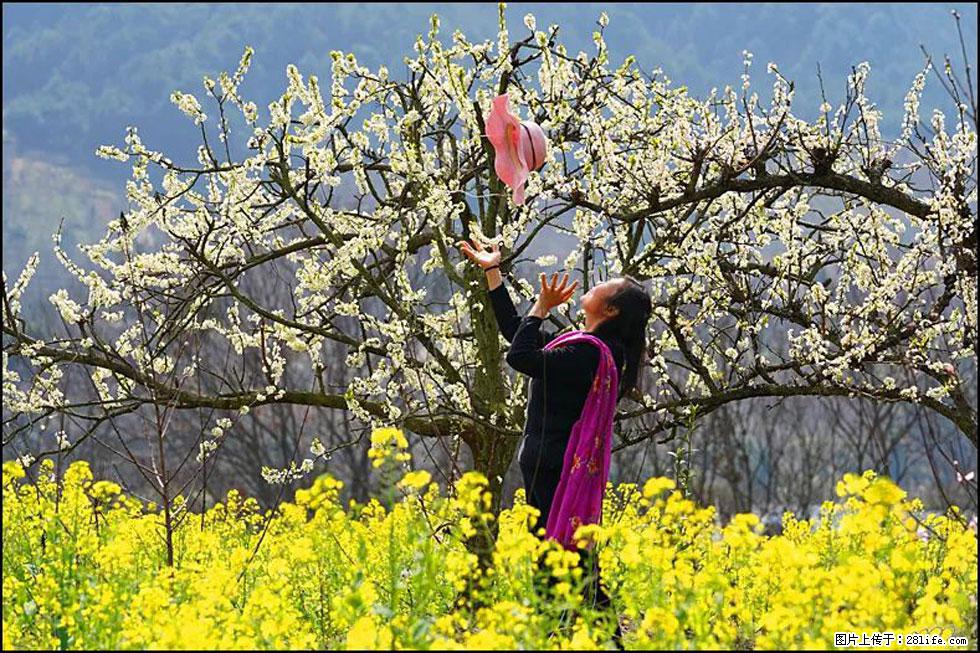 【春天,广西桂林灌阳县向您发出邀请!】长坪村油菜盛情花开 - 游山玩水 - 烟台生活社区 - 烟台28生活网 yt.28life.com