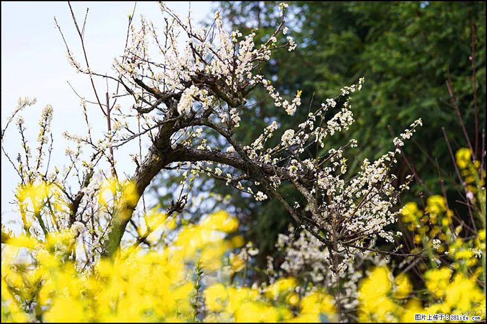 【春天,广西桂林灌阳县向您发出邀请!】长坪村油菜盛情花开 - 游山玩水 - 烟台生活社区 - 烟台28生活网 yt.28life.com