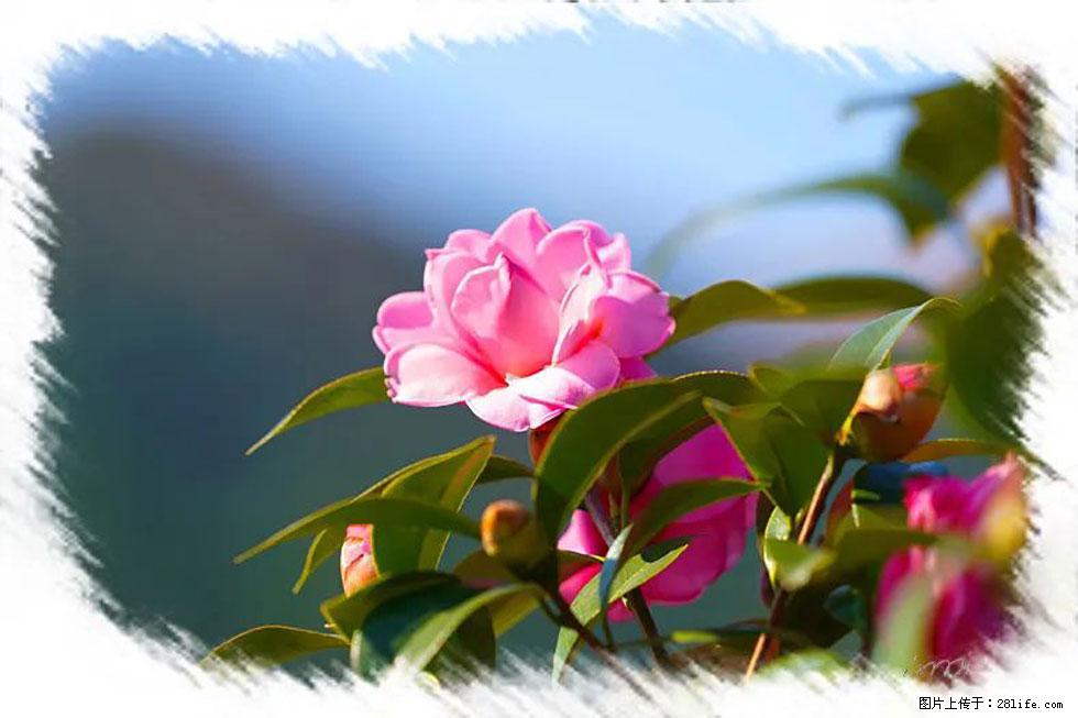 【春天,广西桂林灌阳县向您发出邀请!】杨柳井茶花惹人爱 - 游山玩水 - 烟台生活社区 - 烟台28生活网 yt.28life.com