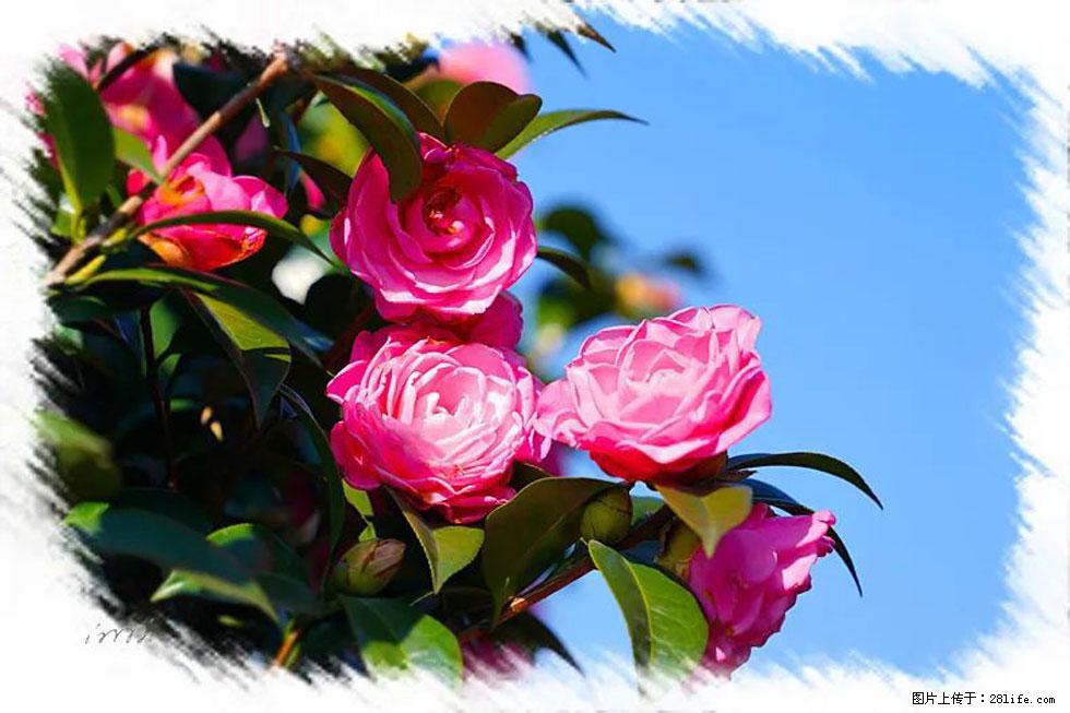 【春天,广西桂林灌阳县向您发出邀请!】杨柳井茶花惹人爱 - 游山玩水 - 烟台生活社区 - 烟台28生活网 yt.28life.com