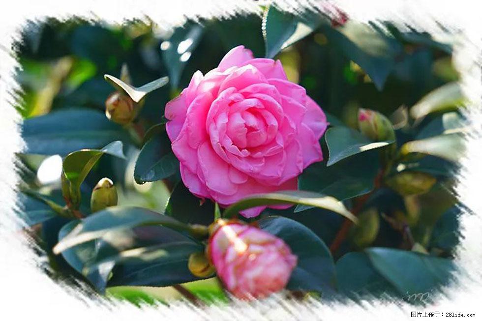 【春天,广西桂林灌阳县向您发出邀请!】杨柳井茶花惹人爱 - 游山玩水 - 烟台生活社区 - 烟台28生活网 yt.28life.com