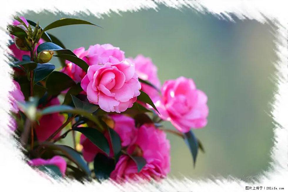 【春天,广西桂林灌阳县向您发出邀请!】杨柳井茶花惹人爱 - 游山玩水 - 烟台生活社区 - 烟台28生活网 yt.28life.com