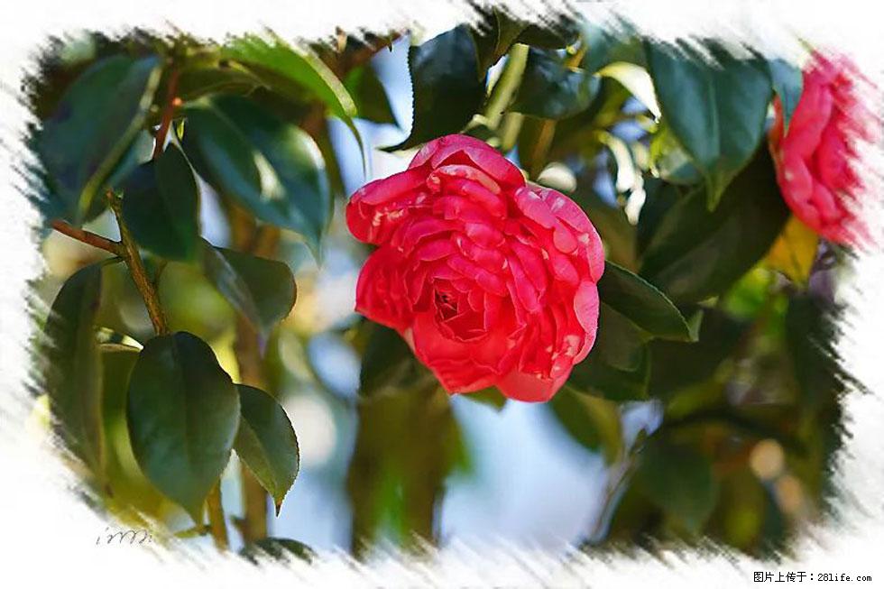 【春天,广西桂林灌阳县向您发出邀请!】杨柳井茶花惹人爱 - 游山玩水 - 烟台生活社区 - 烟台28生活网 yt.28life.com