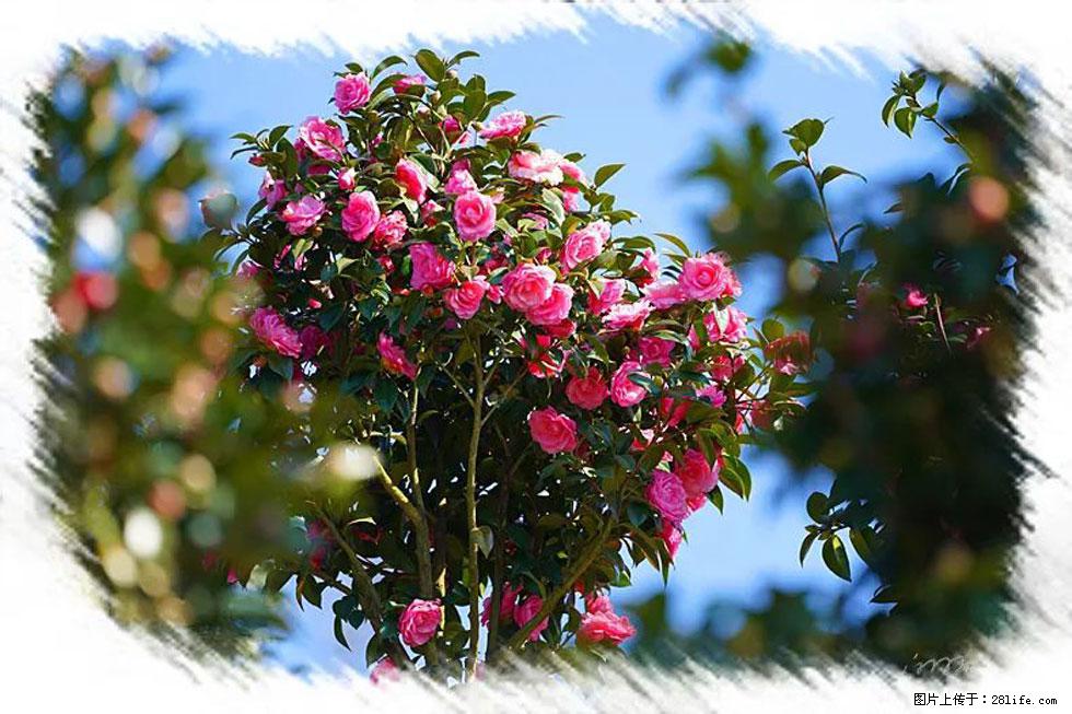 【春天,广西桂林灌阳县向您发出邀请!】杨柳井茶花惹人爱 - 游山玩水 - 烟台生活社区 - 烟台28生活网 yt.28life.com