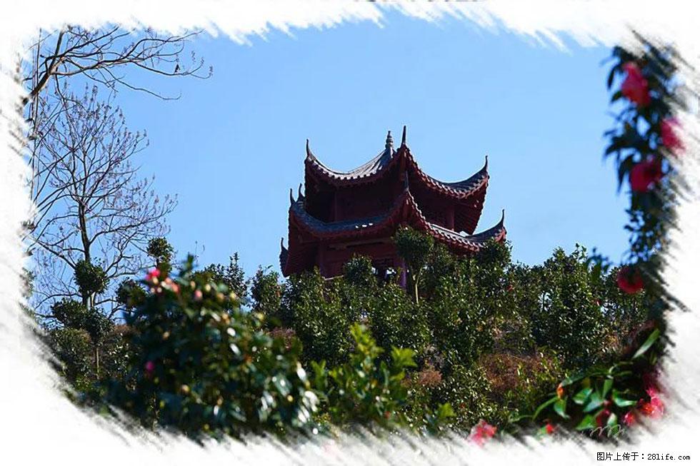 【春天,广西桂林灌阳县向您发出邀请!】杨柳井茶花惹人爱 - 游山玩水 - 烟台生活社区 - 烟台28生活网 yt.28life.com