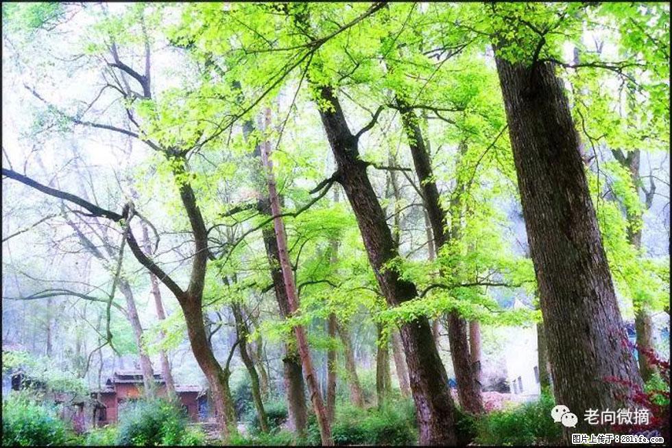 【春天,广西桂林灌阳县向您发出邀请!】在小龙村与春天约会 - 游山玩水 - 烟台生活社区 - 烟台28生活网 yt.28life.com