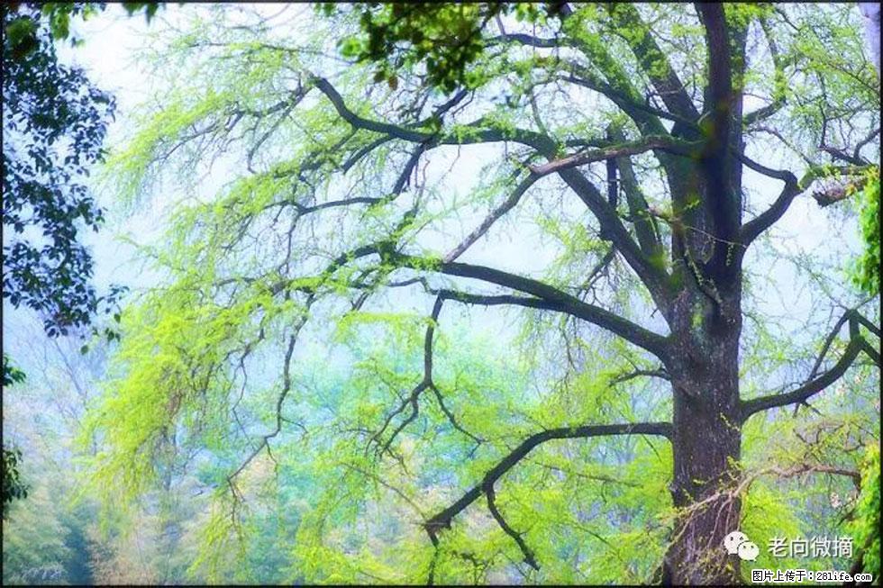 【春天,广西桂林灌阳县向您发出邀请!】在小龙村与春天约会 - 游山玩水 - 烟台生活社区 - 烟台28生活网 yt.28life.com