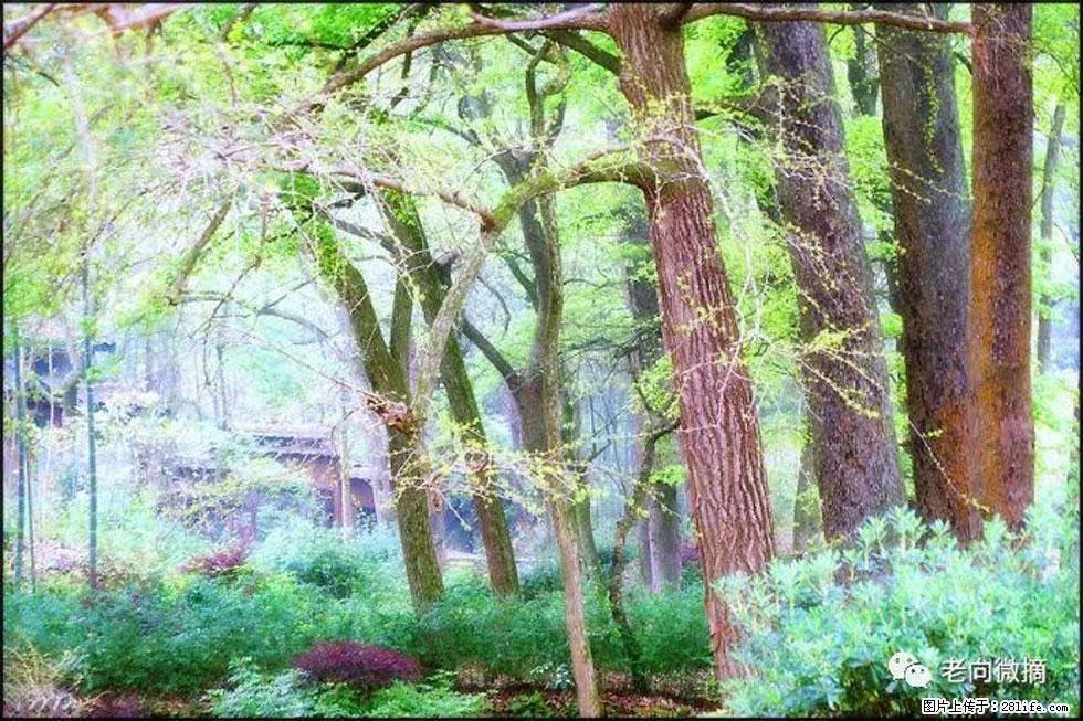 【春天,广西桂林灌阳县向您发出邀请!】在小龙村与春天约会 - 游山玩水 - 烟台生活社区 - 烟台28生活网 yt.28life.com