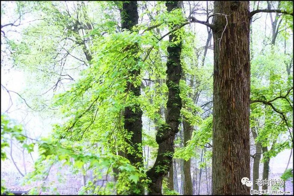 【春天,广西桂林灌阳县向您发出邀请!】在小龙村与春天约会 - 游山玩水 - 烟台生活社区 - 烟台28生活网 yt.28life.com