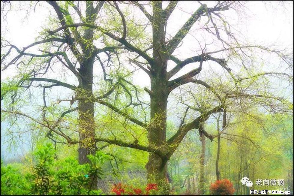 【春天,广西桂林灌阳县向您发出邀请!】在小龙村与春天约会 - 游山玩水 - 烟台生活社区 - 烟台28生活网 yt.28life.com