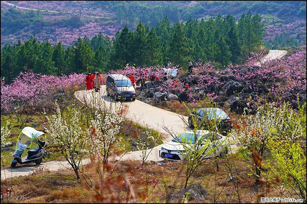 【春天,广西桂林灌阳县向您发出邀请!】望月岭上桃花开 - 游山玩水 - 烟台生活社区 - 烟台28生活网 yt.28life.com