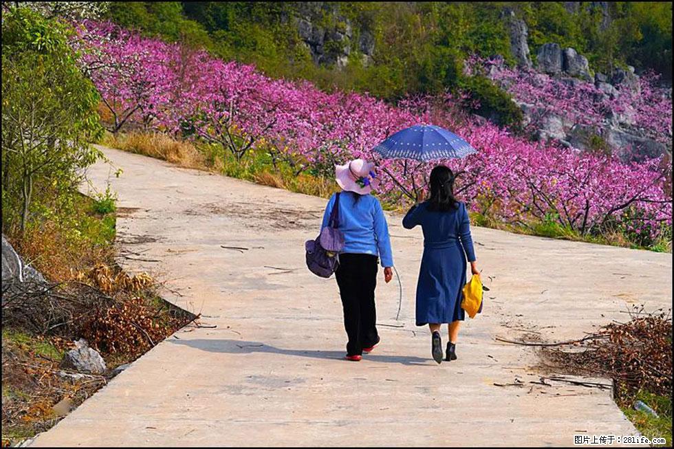【春天,广西桂林灌阳县向您发出邀请!】望月岭上桃花开 - 游山玩水 - 烟台生活社区 - 烟台28生活网 yt.28life.com