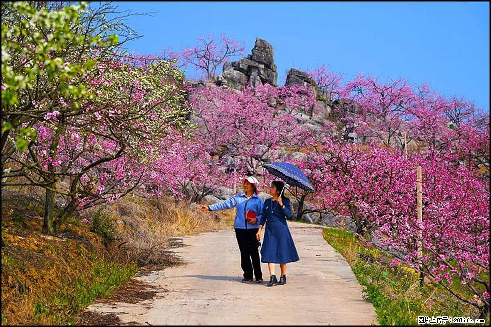 【春天,广西桂林灌阳县向您发出邀请!】望月岭上桃花开 - 游山玩水 - 烟台生活社区 - 烟台28生活网 yt.28life.com