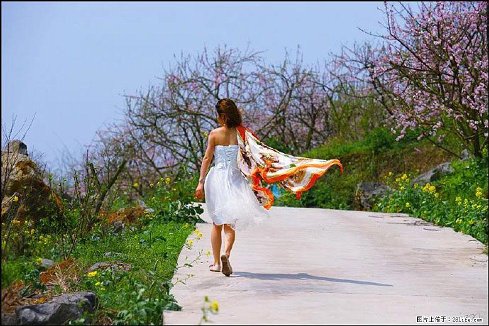 【春天,广西桂林灌阳县向您发出邀请!】望月岭上桃花开 - 游山玩水 - 烟台生活社区 - 烟台28生活网 yt.28life.com