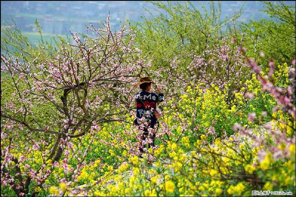 【春天,广西桂林灌阳县向您发出邀请!】望月岭上桃花开 - 游山玩水 - 烟台生活社区 - 烟台28生活网 yt.28life.com