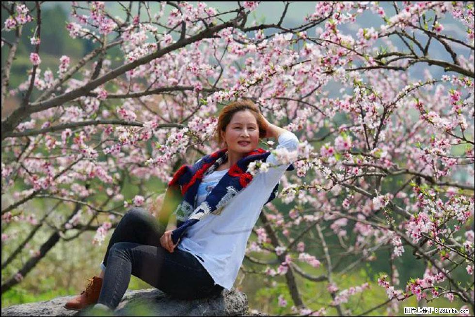 【春天,广西桂林灌阳县向您发出邀请!】望月岭上桃花开 - 游山玩水 - 烟台生活社区 - 烟台28生活网 yt.28life.com