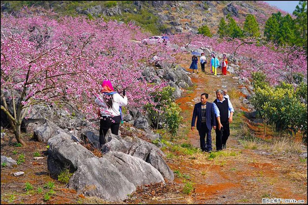 【春天,广西桂林灌阳县向您发出邀请!】望月岭上桃花开 - 游山玩水 - 烟台生活社区 - 烟台28生活网 yt.28life.com