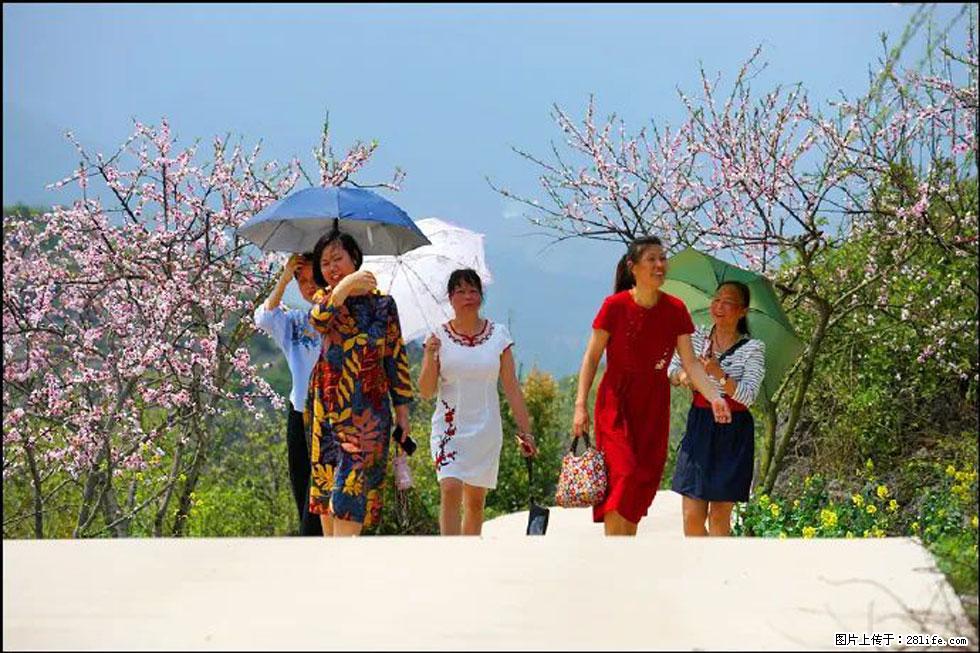 【春天,广西桂林灌阳县向您发出邀请!】望月岭上桃花开 - 游山玩水 - 烟台生活社区 - 烟台28生活网 yt.28life.com