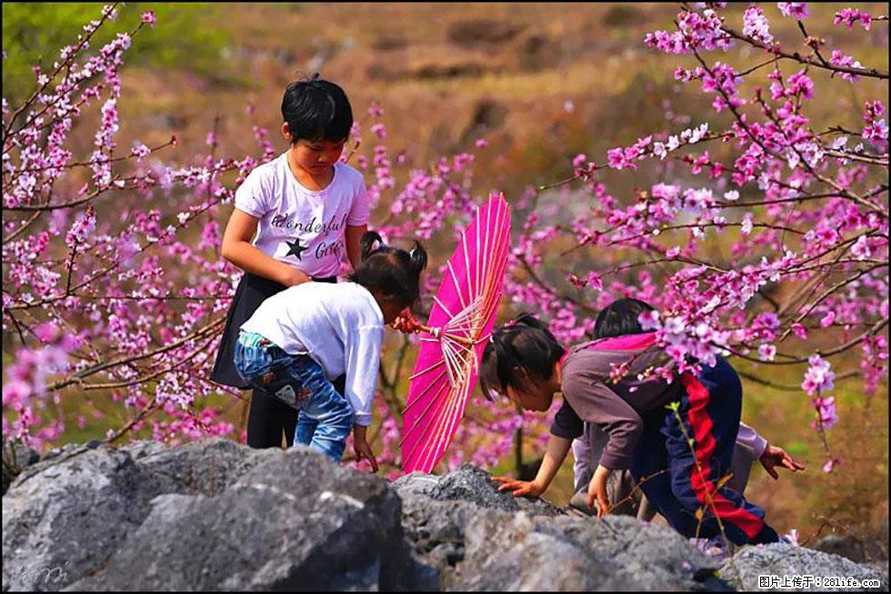 【春天,广西桂林灌阳县向您发出邀请!】望月岭上桃花开 - 游山玩水 - 烟台生活社区 - 烟台28生活网 yt.28life.com