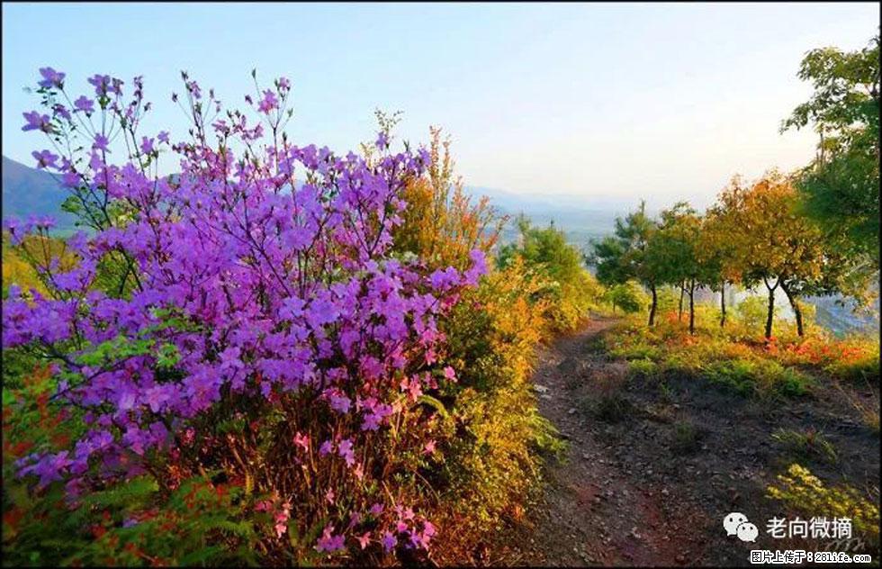 【春天,广西桂林灌阳县向您发出邀请!】登麒麟山,相约映山红 - 游山玩水 - 烟台生活社区 - 烟台28生活网 yt.28life.com