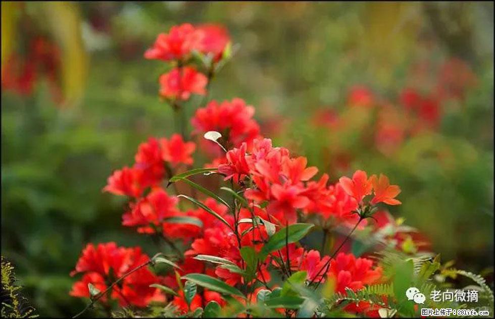 【春天,广西桂林灌阳县向您发出邀请!】登麒麟山,相约映山红 - 游山玩水 - 烟台生活社区 - 烟台28生活网 yt.28life.com