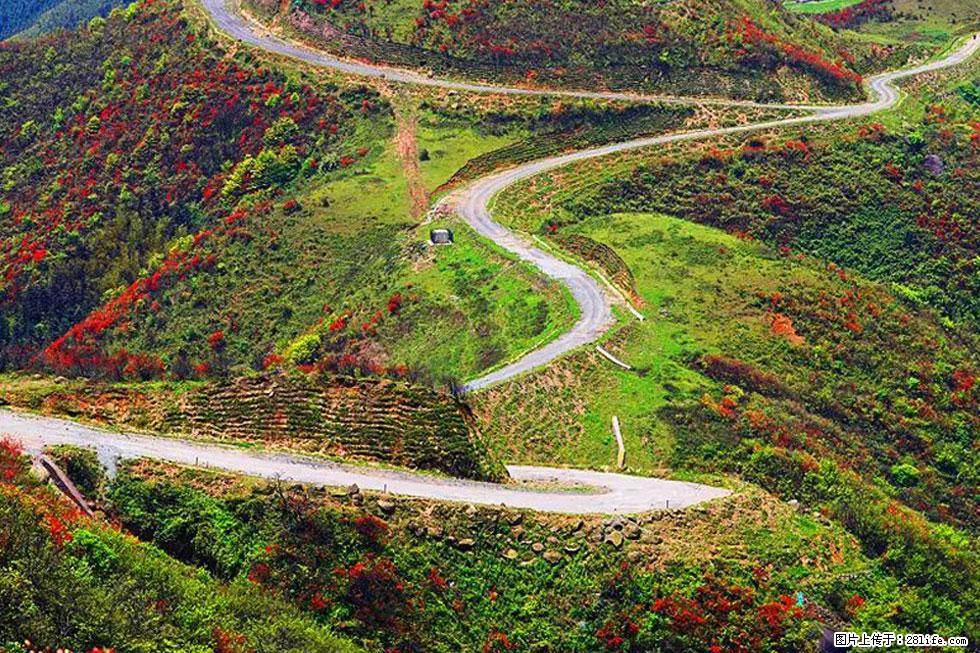 【春天，广西桂林灌阳县向您发出邀请！】春木界上映山红 - 游山玩水 - 烟台生活社区 - 烟台28生活网 yt.28life.com