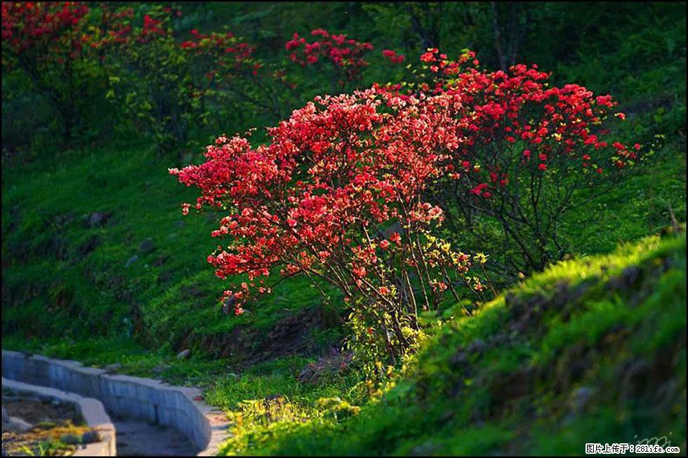 【春天，广西桂林灌阳县向您发出邀请！】春木界上映山红 - 游山玩水 - 烟台生活社区 - 烟台28生活网 yt.28life.com