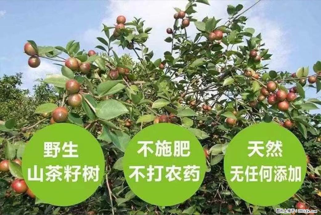 【灌阳县油茶产业示范区】一个有着充实的精神生活的人，对待身外之物自会有一种淡泊的态度 - 土特产 - 饮食特产 - 烟台分类信息 - 烟台28生活网 yt.28life.com