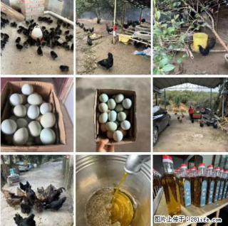 油茶园从小鸡仔开始养起的纯土鸡、土鸡蛋可以预定啦！还有前几天刚榨的纯山茶油哦 - 烟台28生活网 yt.28life.com